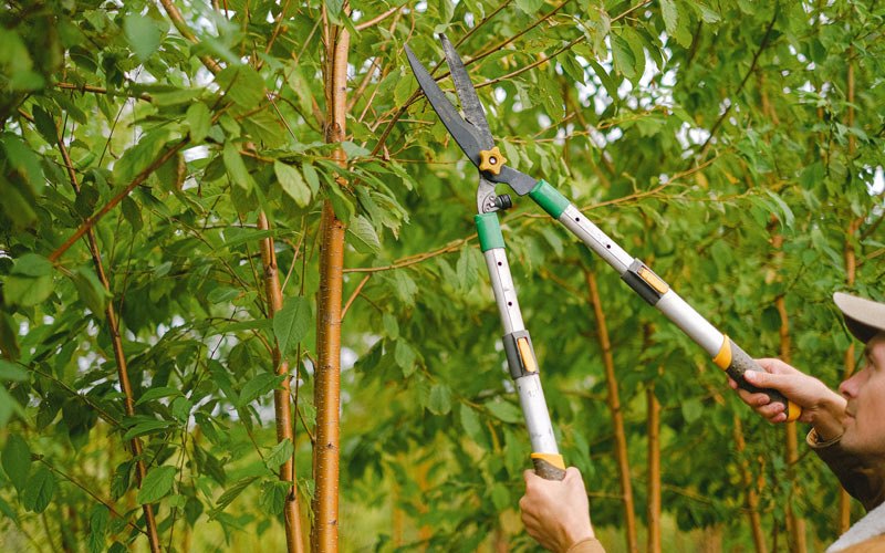 Tree trimming in Bathgate, ND