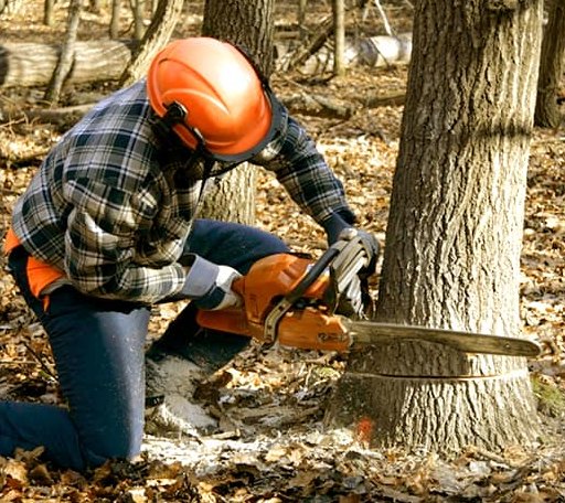 Tree Removal in Bathgate, ND